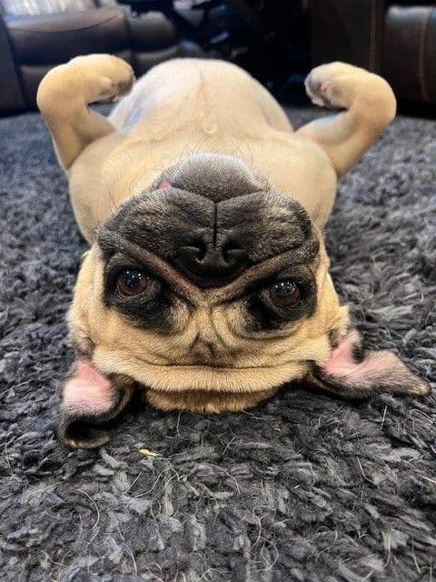 A Pug lies on its back with its paws in the air.