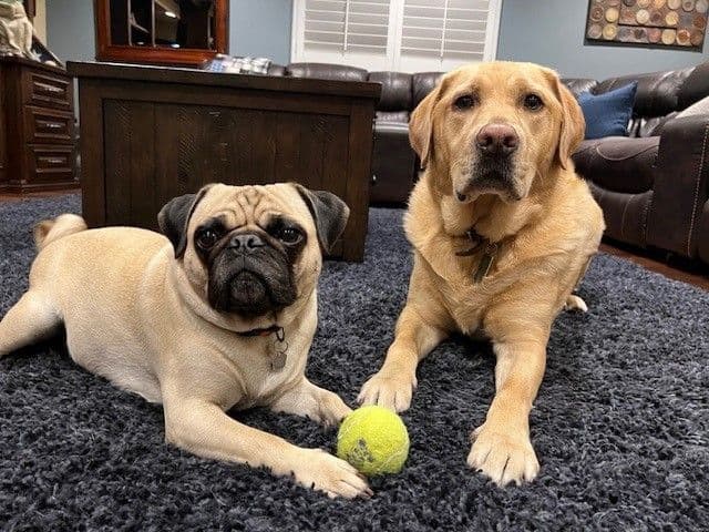 A photo of the Cypress Bath dogs, a Pug and a Golden Retriever, lying on the floor with a tennis ball in front of them.